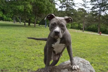 An adult large-sized female Pit Bull Terrier dog named Minka for adoption in Kansas City, MO