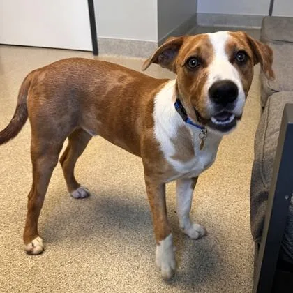 An adult medium-sized male Golden Mixed Breed dog named Dell for adoption in Lansing, MI