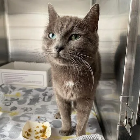A baby medium-sized female Domestic Medium Hair cat named Misty for adoption in Allyn, WA