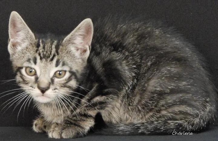 A baby medium-sized male Tabby (Tiger Striped) Domestic Short Hair cat named Acorn for adoption in Newland, NC