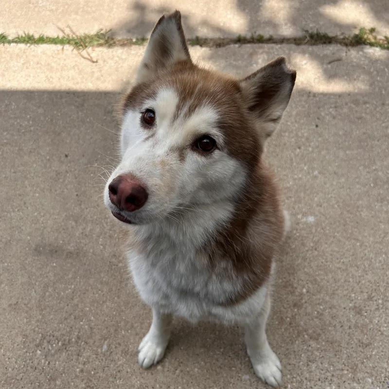 A young medium-sized female Brown / Chocolate Husky dog named Lachi for adoption in The Colony, TX