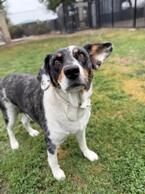 An adult medium-sized female Australian Cattle Dog / Blue Heeler dog named Osa for adoption in Riverside, CA