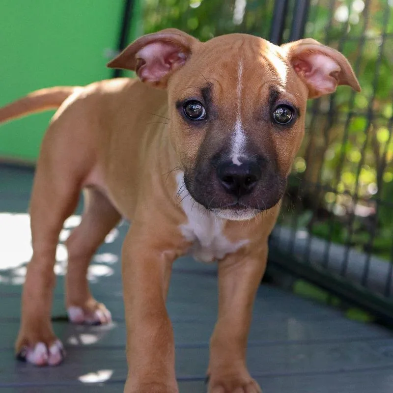 A baby medium-sized male Brown / Chocolate Pit Bull Terrier dog named Cosmic Glow for adoption in Bradenton, FL