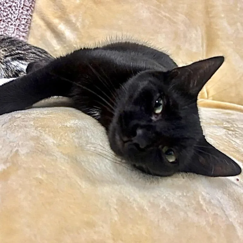 A young medium-sized male Black Domestic Short Hair cat named Muffin for adoption in Waynesboro, PA