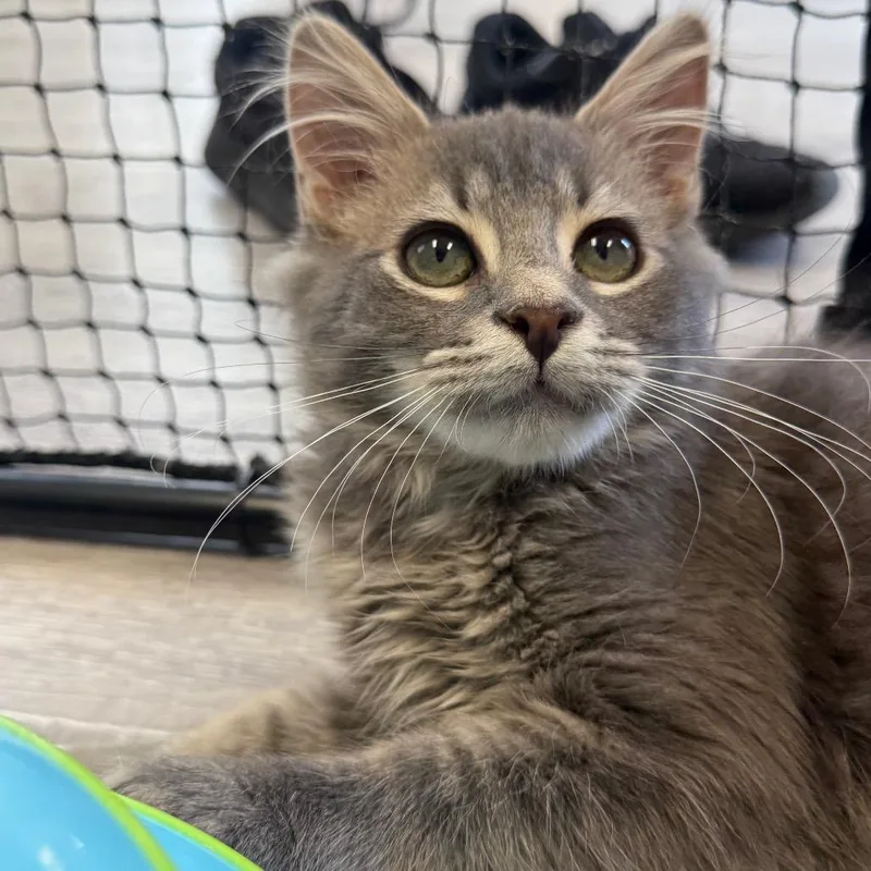 A young small-sized male Gray / Blue / Silver Domestic Short Hair cat named Benji for adoption in Pasadena , MD