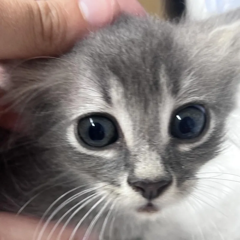 Benji thumbnail 3