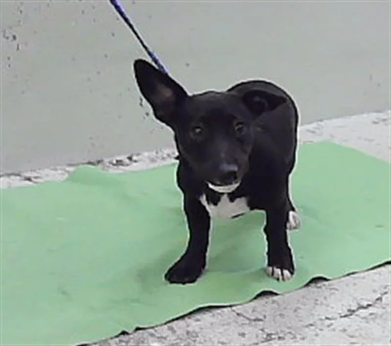 A baby small-sized female Cardigan Welsh Corgi dog named Remi for adoption in Houston, TX