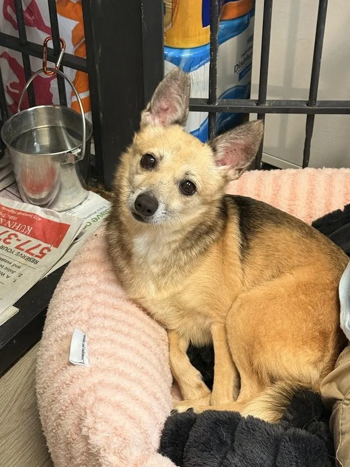 An adult small-sized female Golden Mixed Breed dog named Portia for adoption in Georgetown, SC