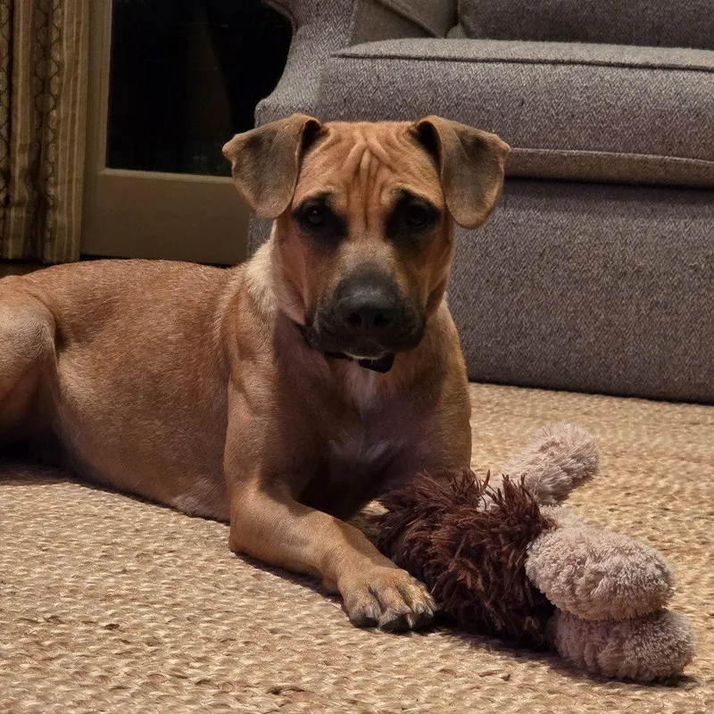 An adult medium-sized female Labrador Retriever dog named Lea for adoption in Dallas, TX