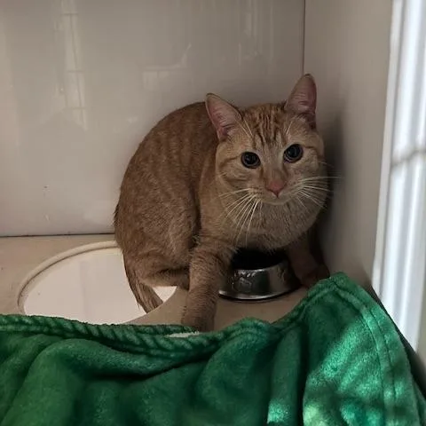 An adult medium-sized male Orange / Red Domestic Short Hair cat named Tamm for adoption in St. Louis, MO