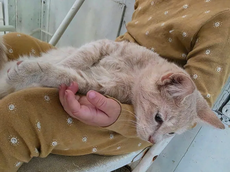 A baby medium-sized male Buff / Tan / Fawn Tabby cat named Erling for adoption in Harrisburg, PA