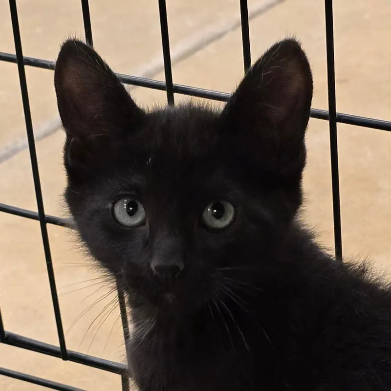 A baby small-sized male Black Domestic Short Hair cat named Casper for adoption in Wickenburg, AZ