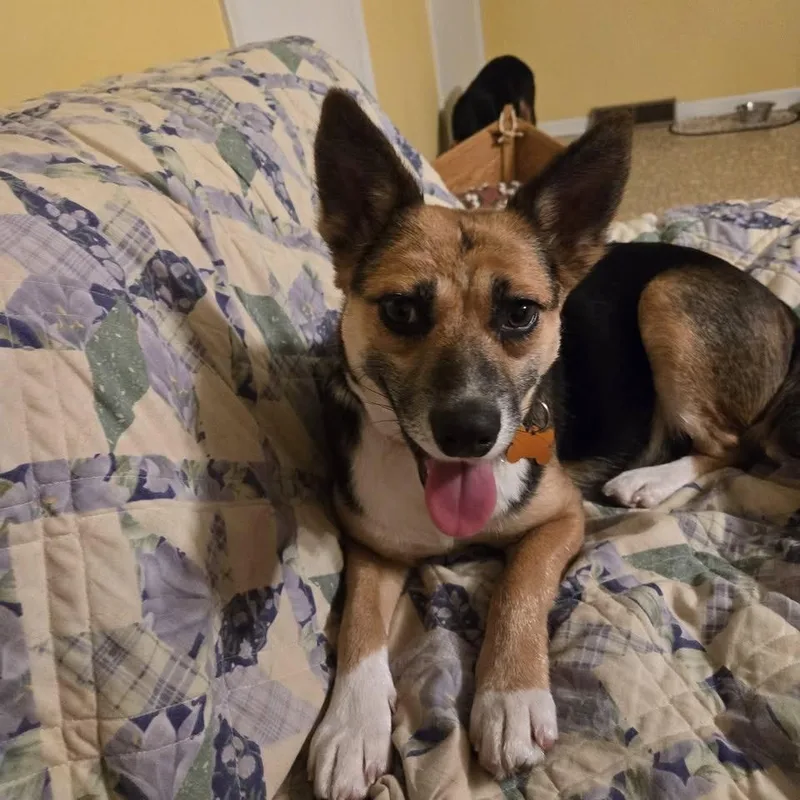 Rhea  Current Pups thumbnail 2