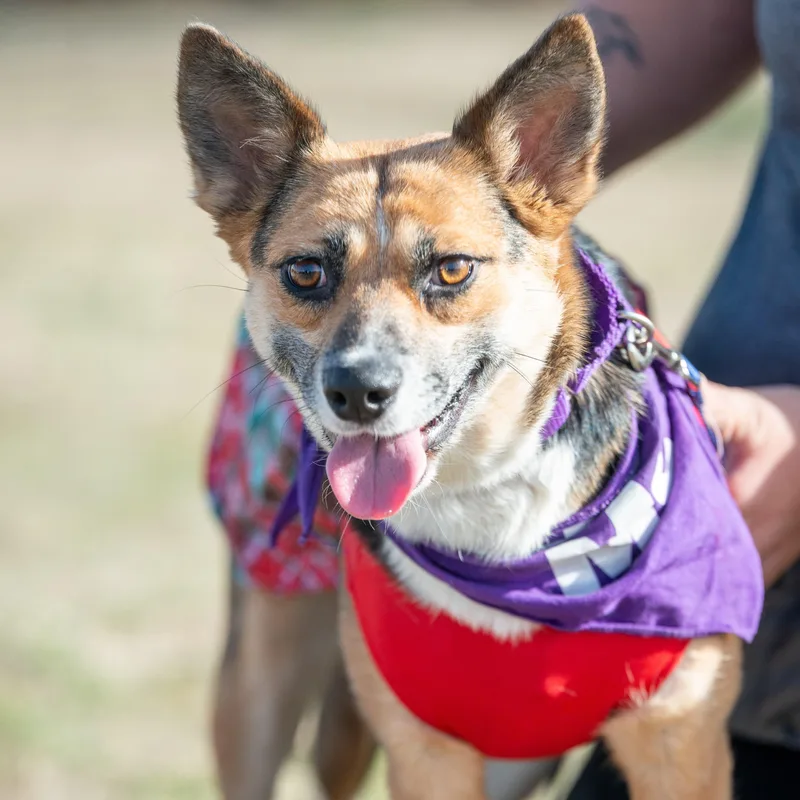 Rhea  Current Pups thumbnail 3