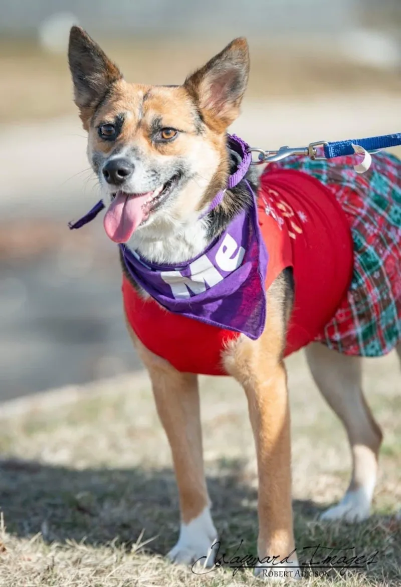 Rhea  Current Pups thumbnail 4