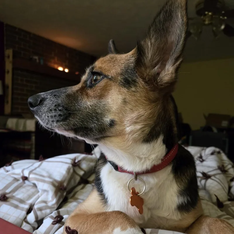 Rhea  Current Pups thumbnail 6