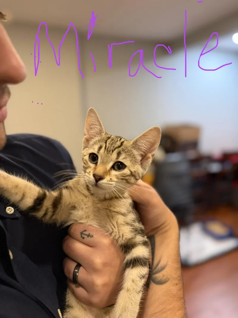 A young small-sized female American Shorthair cat named Miracle and Blessing for adoption in Newark, NJ