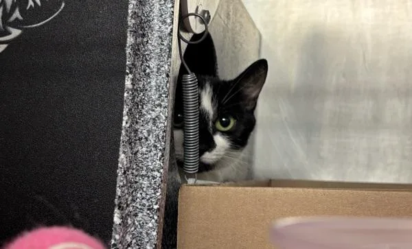 A young small-sized female Domestic Short Hair cat named Oreo Mugcake for adoption in New York, NY