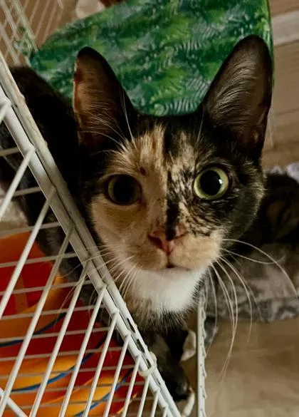A young medium-sized female Tortoiseshell Domestic Short Hair cat named Meadow for adoption in New York, NY