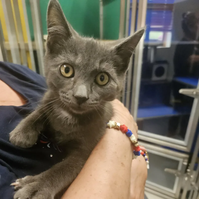 A baby medium-sized male Gray / Blue / Silver Domestic Short Hair cat named Truffle for adoption in Fall River, MA