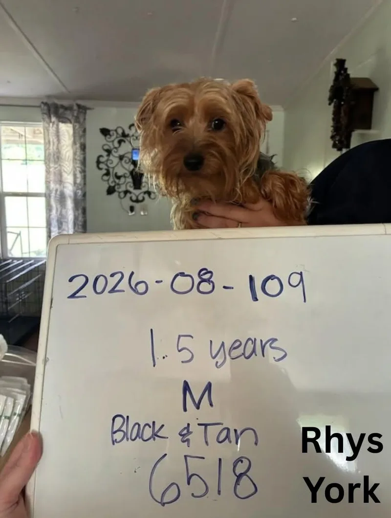 Rhys York thumbnail 2