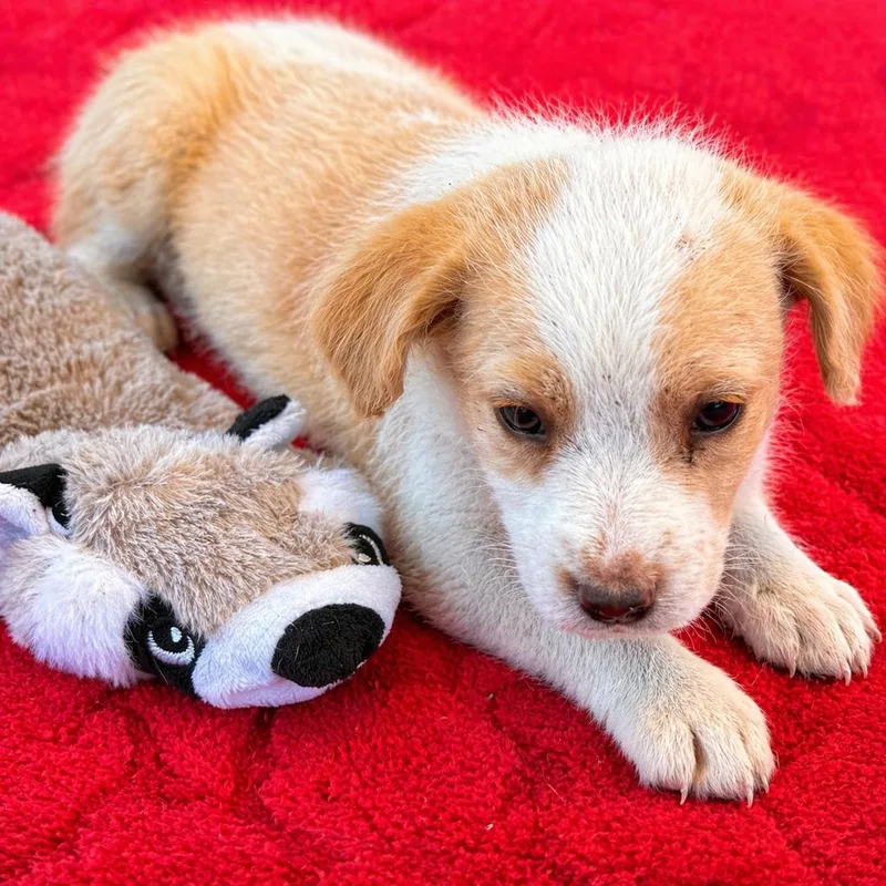 A baby medium-sized male White / Cream Border Collie dog named Sunny for adoption in Brookeville, MD