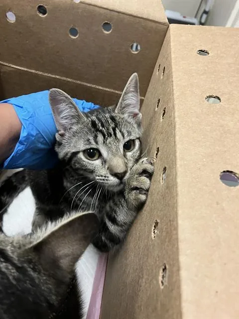 A baby small-sized female Domestic Short Hair cat named Budgie for adoption in Long Beach, CA