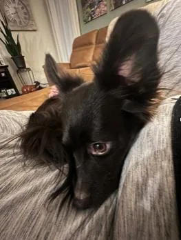 An adult medium-sized male Chihuahua dog named Manny for adoption in Herndon, VA