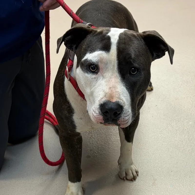 An adult large-sized female Brindle Mixed Breed dog named Patty Patience for adoption in Vineland, NJ