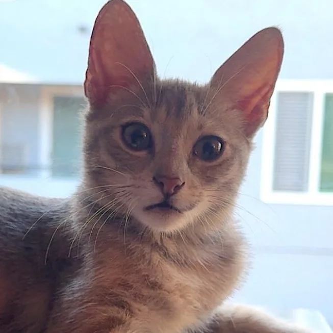 A baby medium-sized female Dilute Tortoiseshell Domestic Short Hair cat named Frankie for adoption in San Diego, CA