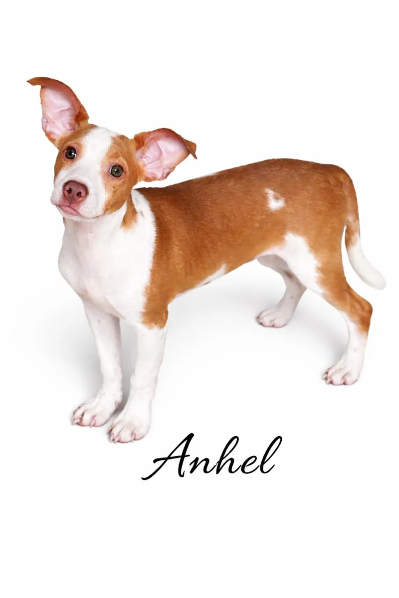 A baby medium-sized male Mixed Breed dog named Anhel for adoption in SYLVANIA, GA