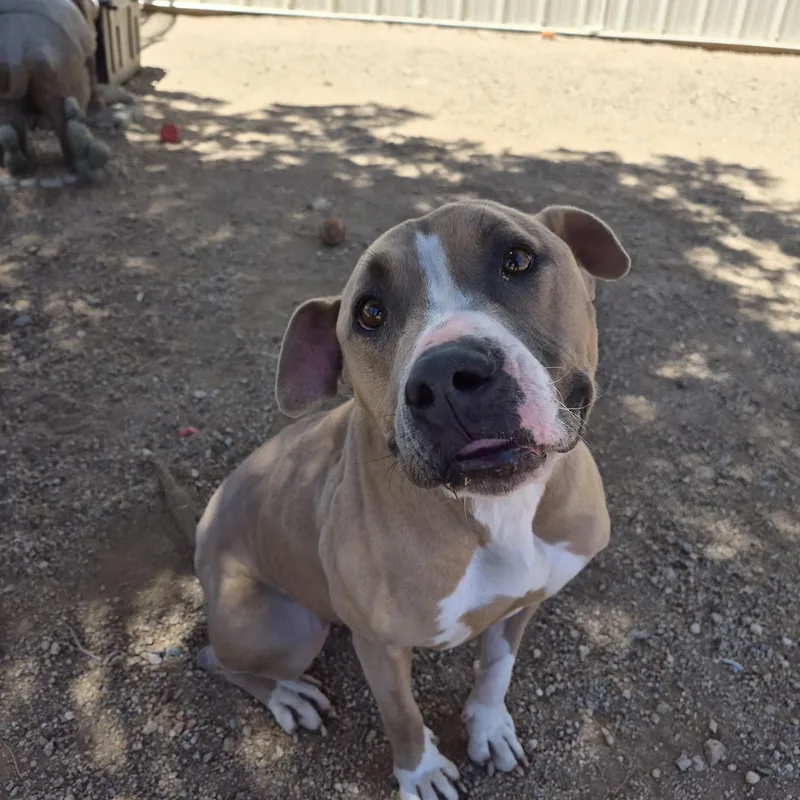 An adult large-sized female Apricot / Beige Pit Bull Terrier dog named Maggie for adoption in Sierra Vista, AZ