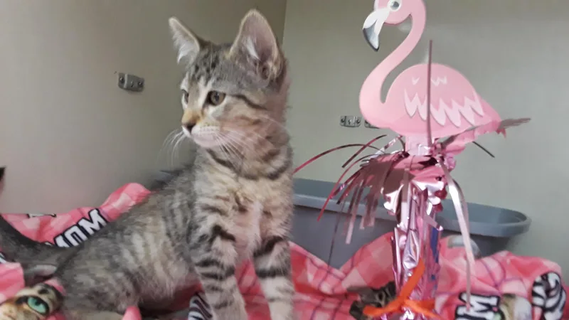 A baby small-sized female Tabby (Gray / Blue / Silver) Tabby cat named "my fair lady" lbs for adoption in Phoenix, AZ