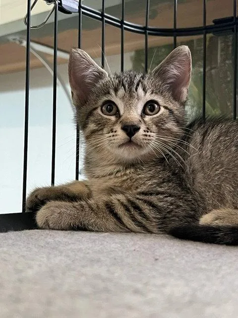 A baby medium-sized male Domestic Short Hair cat named Dandelion for adoption in Wesley Chapel, FL