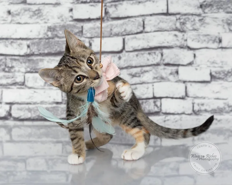 A baby medium-sized female Tabby (Orange / Red) Torbie cat named Tori for adoption in Tuscaloosa, AL