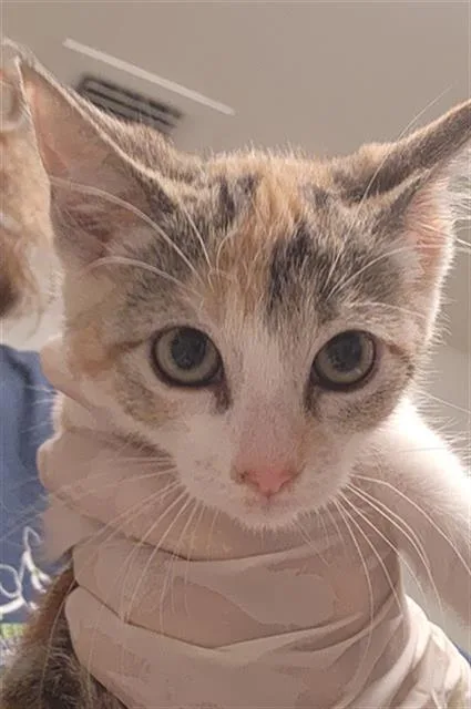 A baby small-sized female Domestic Short Hair cat named Fauna for adoption in Bakersfield, CA