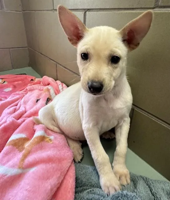 A young small-sized male German Shepherd Dog dog named Lucky for adoption in Riverside, CA