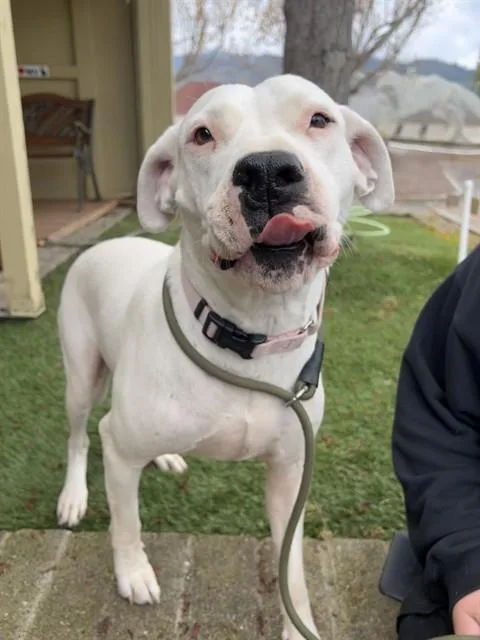 A young large-sized female White / Cream Pit Bull Terrier dog named Valentine for adoption in Phoenix, OR