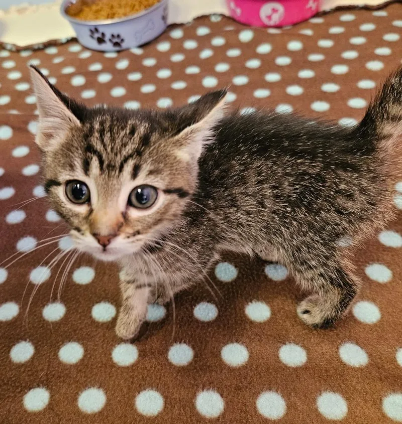 A baby small-sized female Domestic Short Hair cat named Citrine for adoption in Sherwood, AR