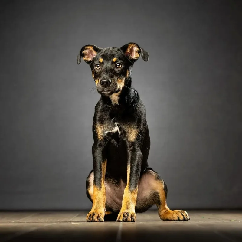 A baby medium-sized female Black Catahoula Leopard Dog dog named Penny for adoption in Jupiter, FL