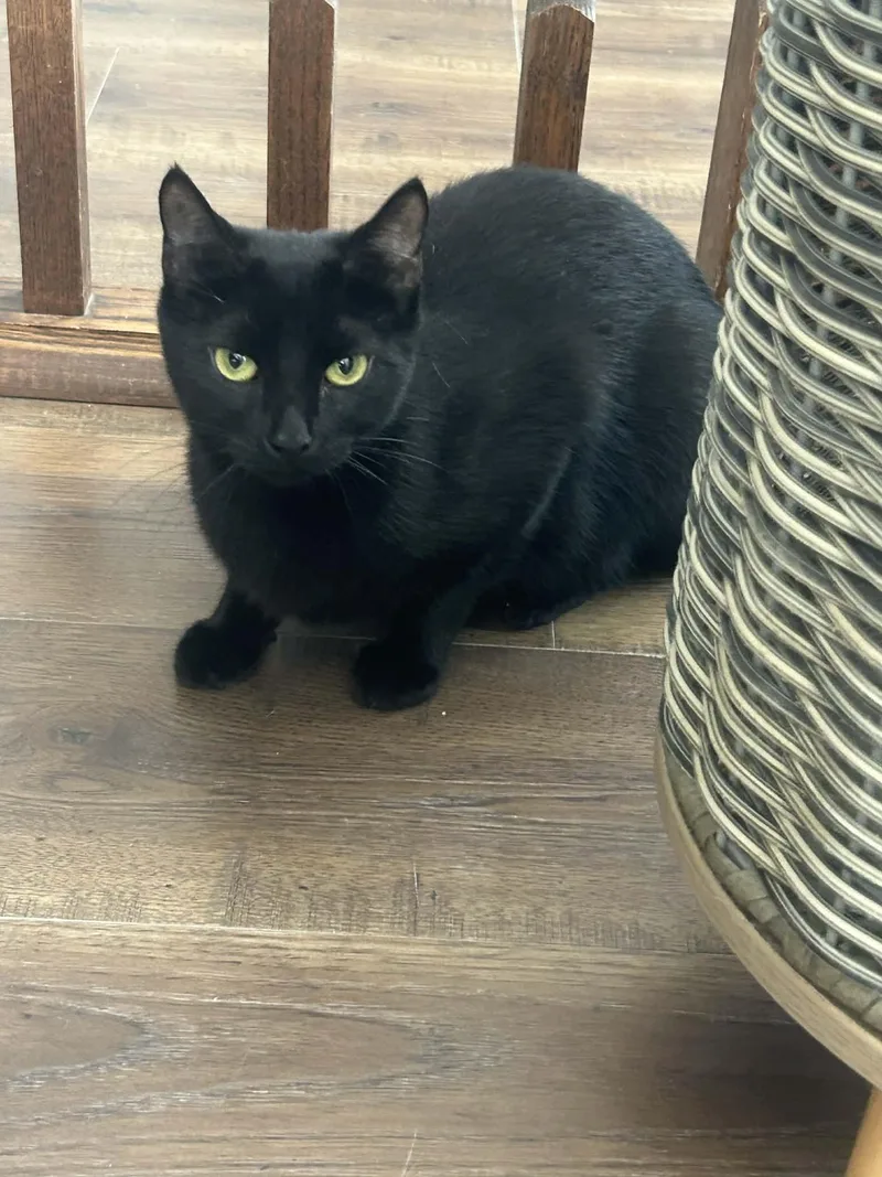 A young medium-sized female Black Domestic Short Hair cat named Raven for adoption in Gettysburg, PA
