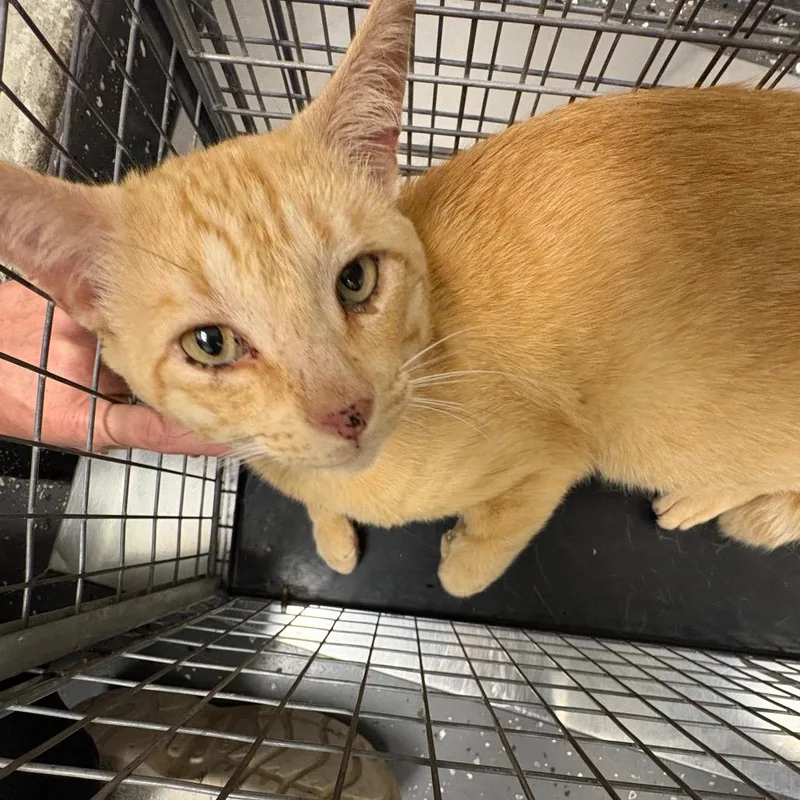 An adult large-sized male Orange / Red Domestic Short Hair cat named Feral Jessie James for adoption in Columbiana, AL