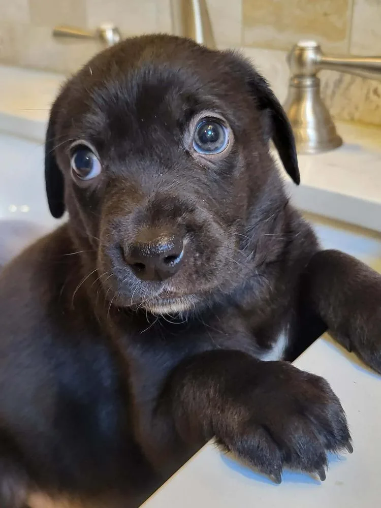 A baby medium-sized male Black Border Collie dog named Olukia for adoption in Pottstown, PA
