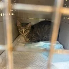 An adult medium-sized female Gray / Blue / Silver Domestic Short Hair cat named Emerald for adoption in West Palm Beach, FL