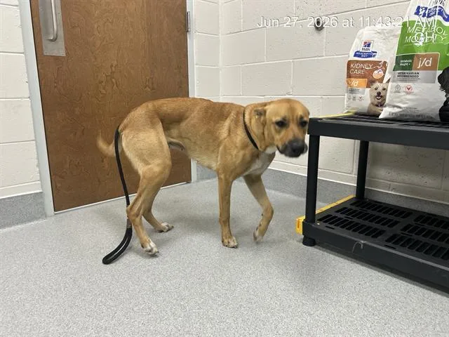 A young large-sized female Black Mouth Cur dog named A for adoption in Ocala, FL