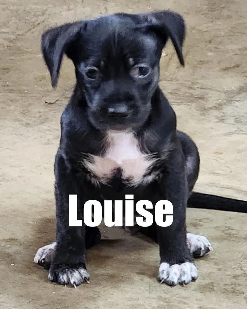 Louise