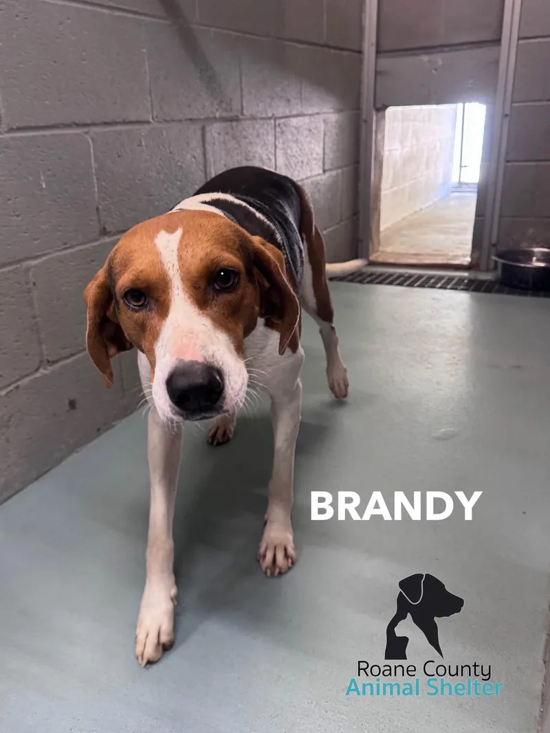 An adult medium-sized female Treeing Walker Coonhound dog named Brandy for adoption in Rockwood, TN