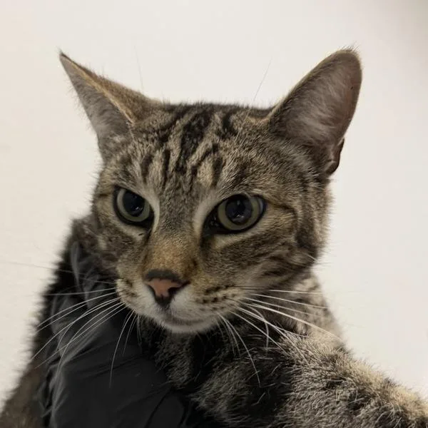 A senior medium-sized male Domestic Short Hair cat named Oliver for adoption in San Diego, CA