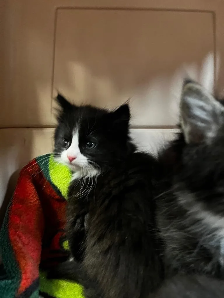 A baby medium-sized male Domestic Medium Hair cat named Kingsley for adoption in Logan, UT