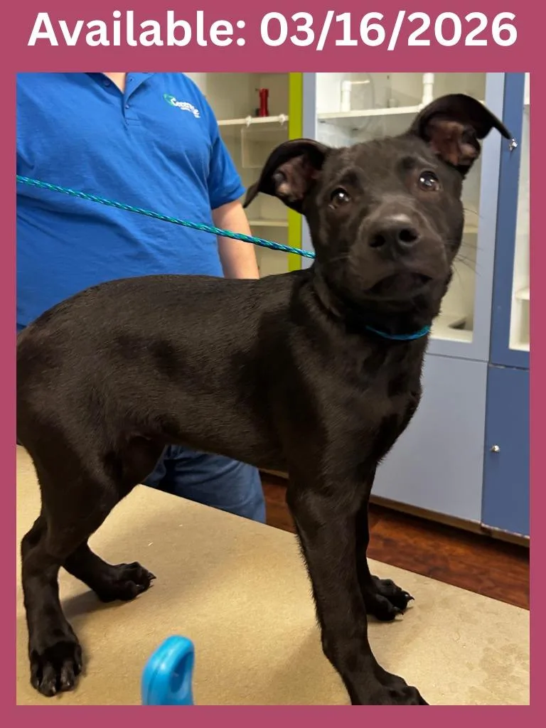 Dog Kennel thumbnail 2